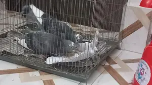 Dui ta male bikroy kora hobe