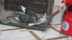 Dui ta male bikroy kora hobe
