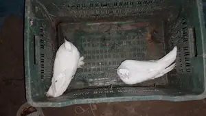 Pigeons for Sale