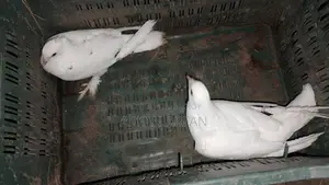 Pigeons for Sale