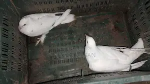 Pigeons for Sale