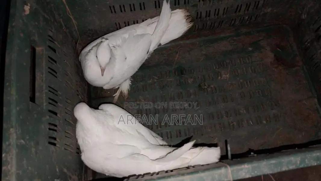 Pigeons for Sale