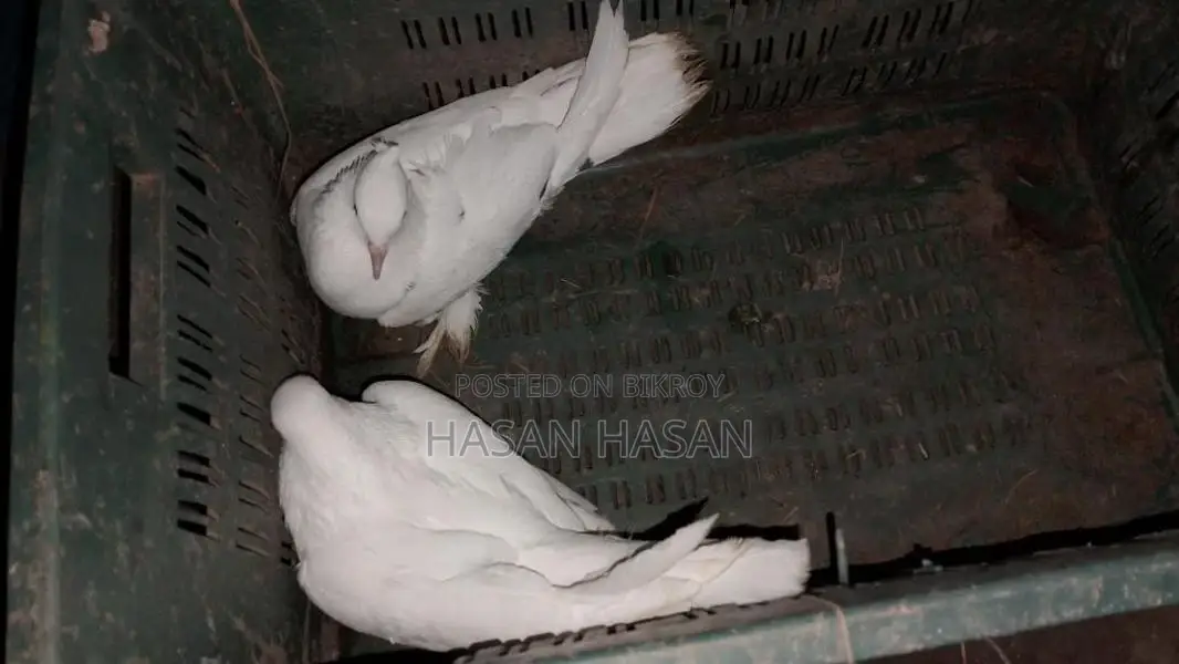 Pigeons for Sale