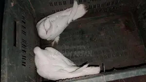 Pigeons for Sale
