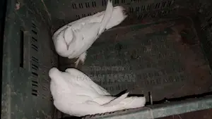 Pigeons for Sale