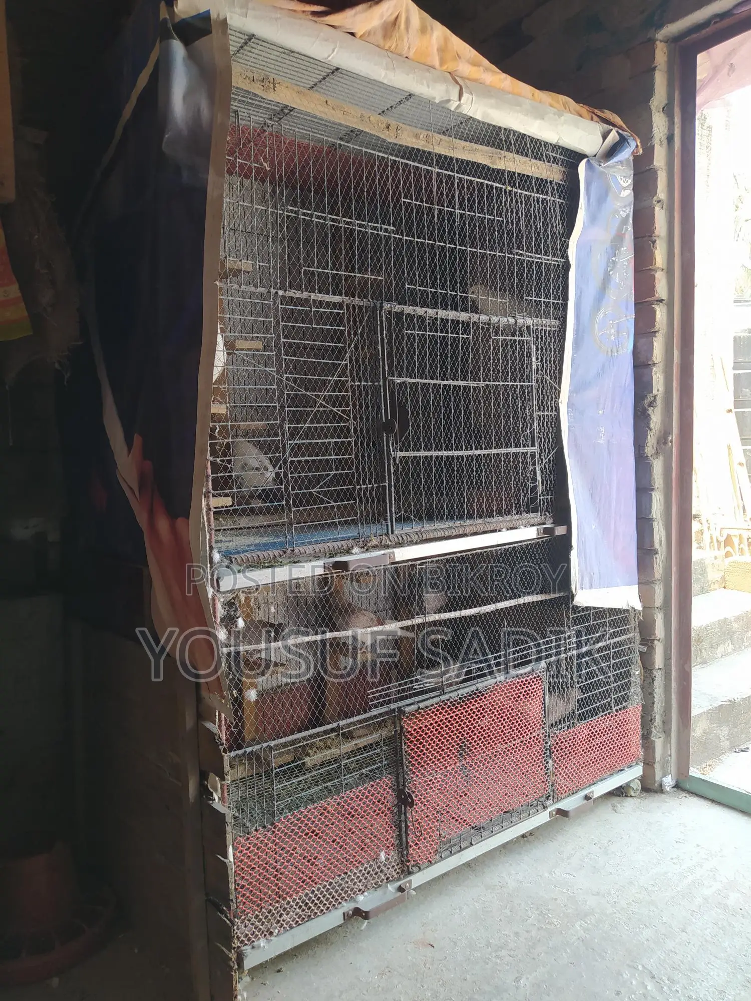কবুতরের ধাপড়ি