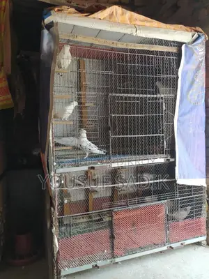 কবুতরের ধাপড়ি