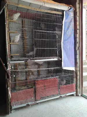 কবুতরের ধাপড়ি