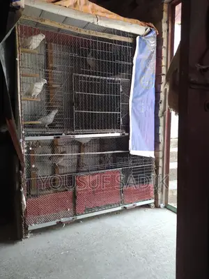 কবুতরের ধাপড়ি