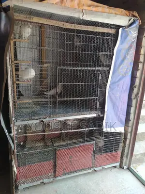 কবুতরের ধাপড়ি