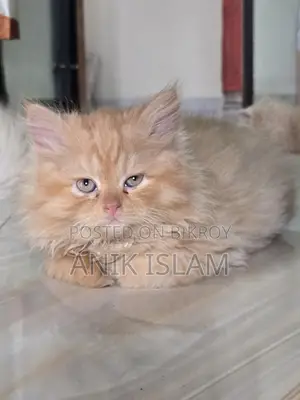 4 ta kitten available
