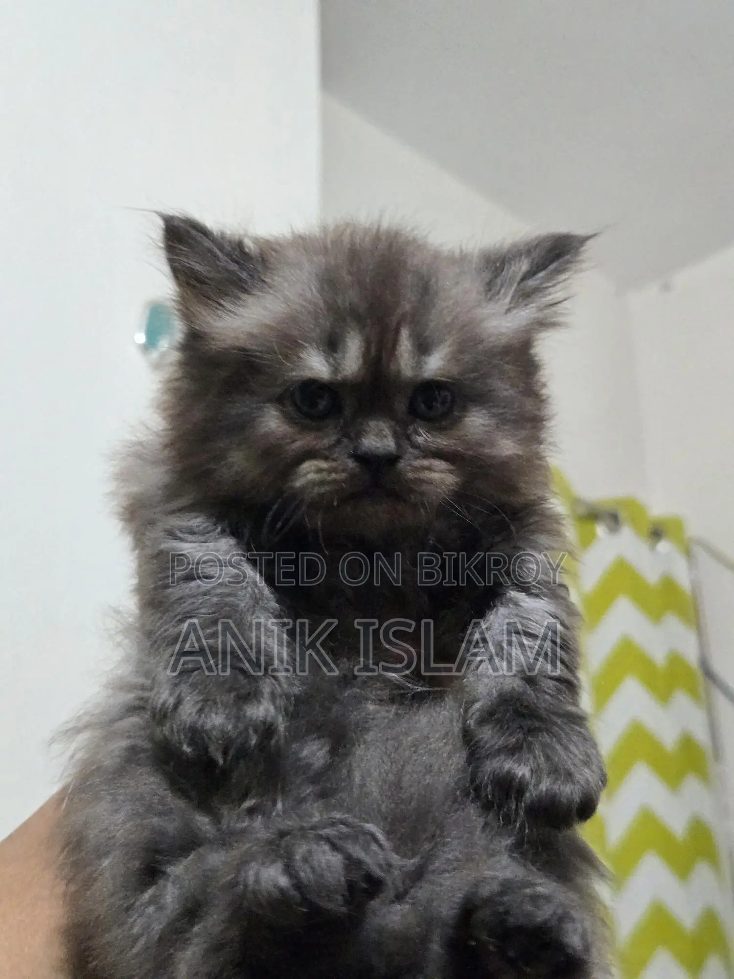 4 ta kitten available