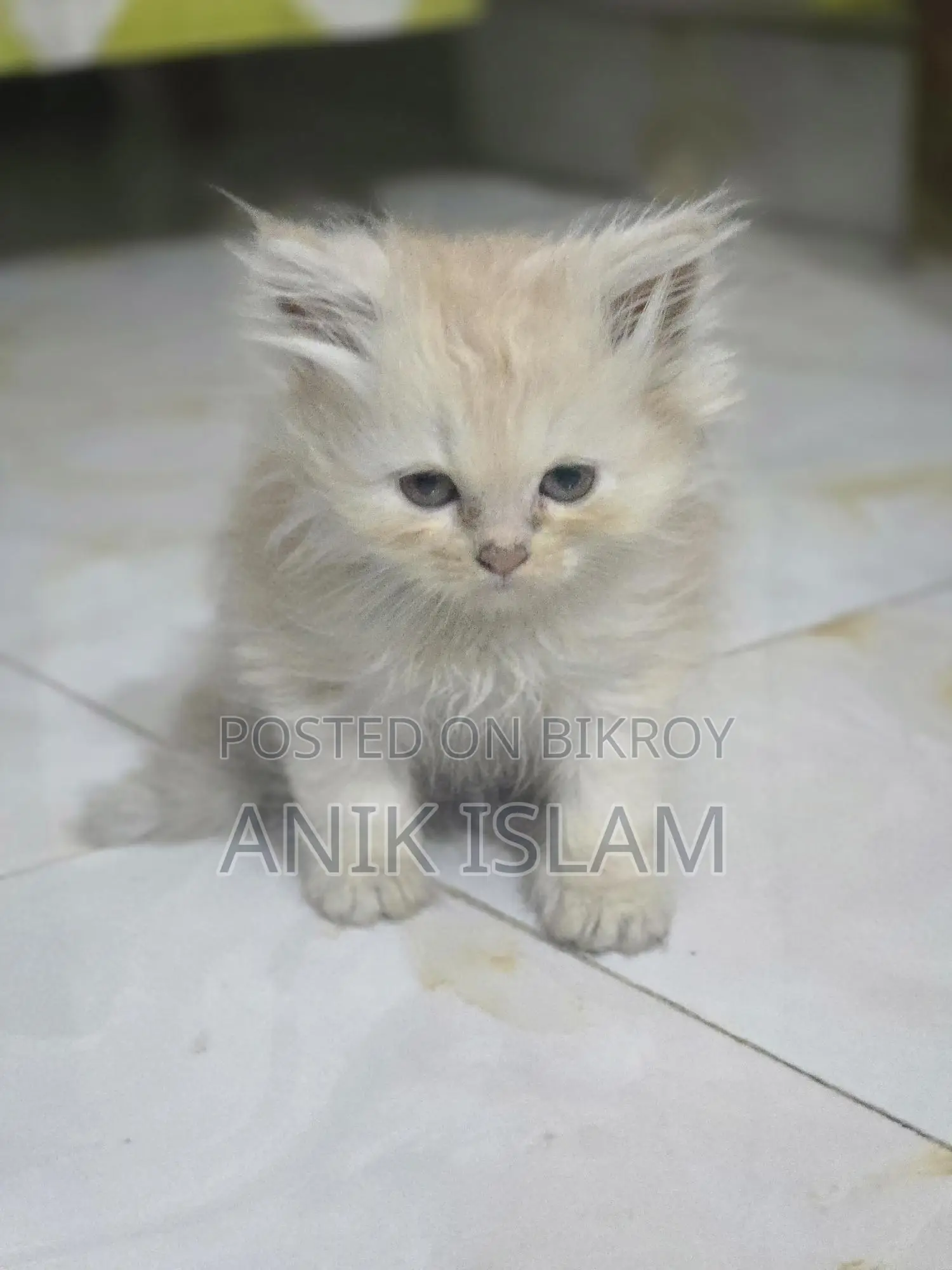 4 ta kitten available
