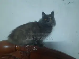 পার্শিয়ান ক্যাট