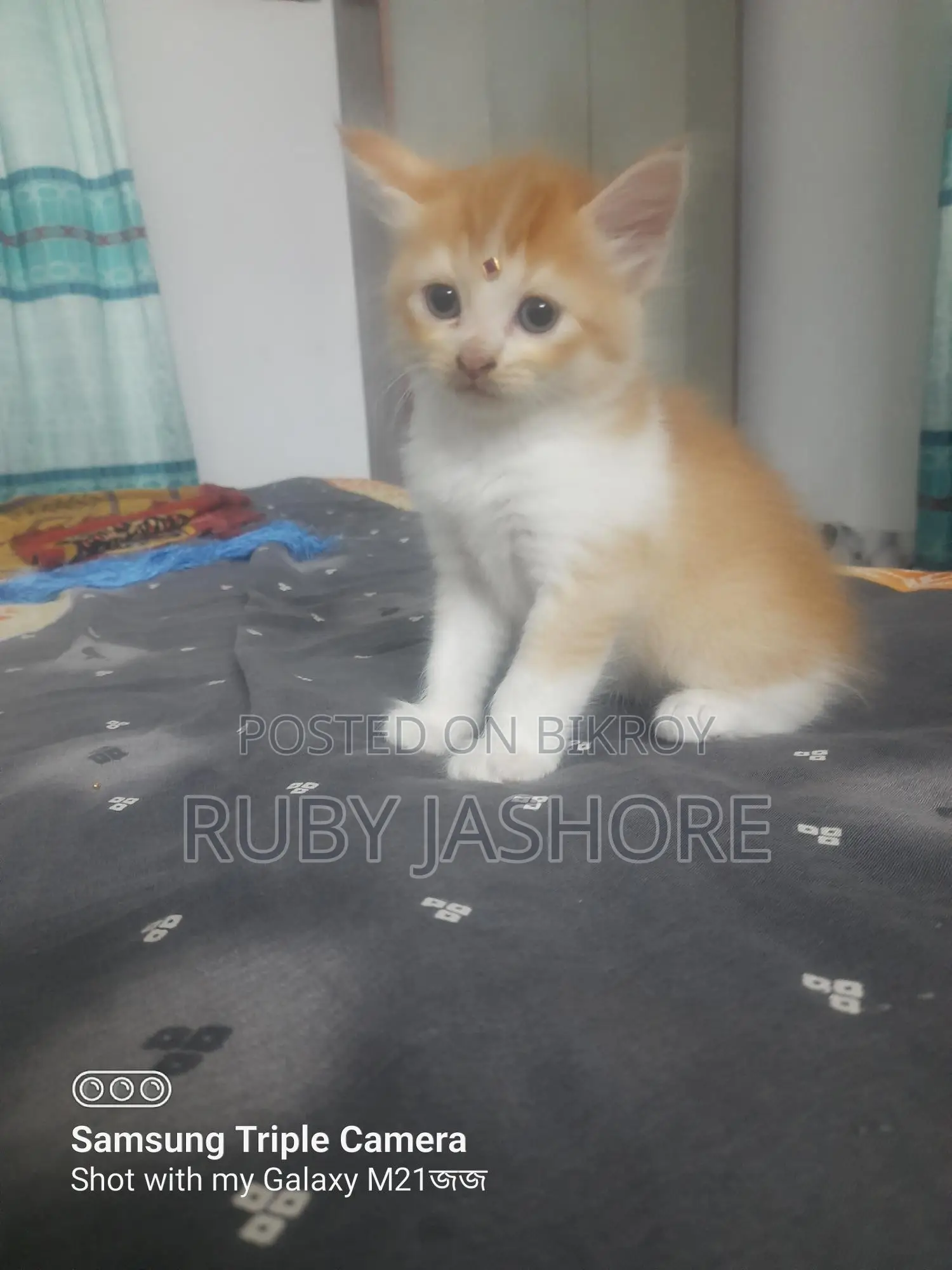 Persian Cat
