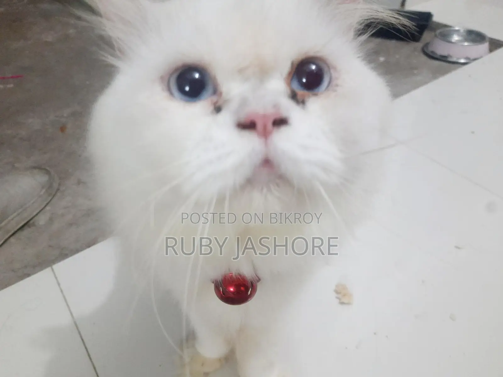 Persian Cat
