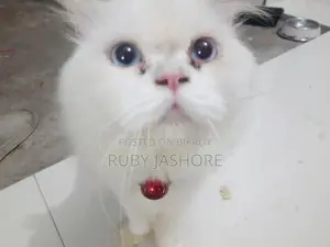 Persian Cat