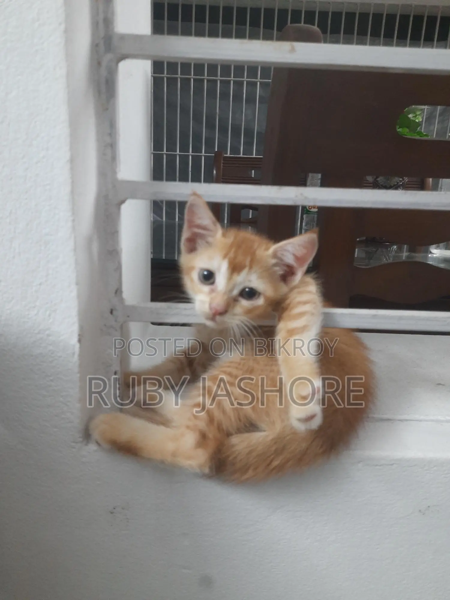 Persian Cat