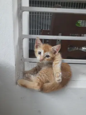 Persian Cat