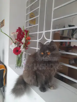 Persian Cat