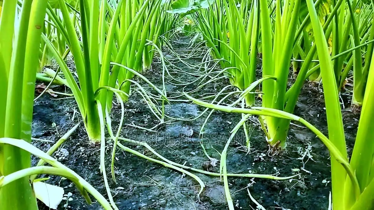 লতিরাজ বারি-১১ লতি কচুবীজ।