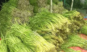 লতিরাজ বারি-১১ লতি কচুবীজ।