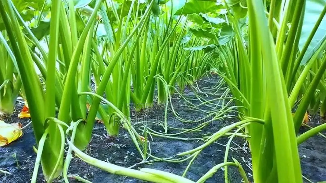 লতিরাজ বারি-১১ লতি কচুবীজ।