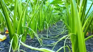 লতিরাজ বারি-১১ লতি কচুবীজ।