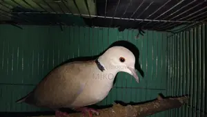 Dove Birds