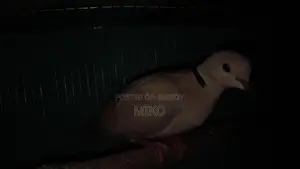 Dove Birds