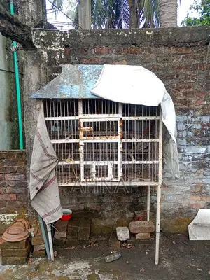 ধাপরি খাচা