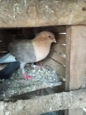 একটা মোরগ বিঞয় হবে