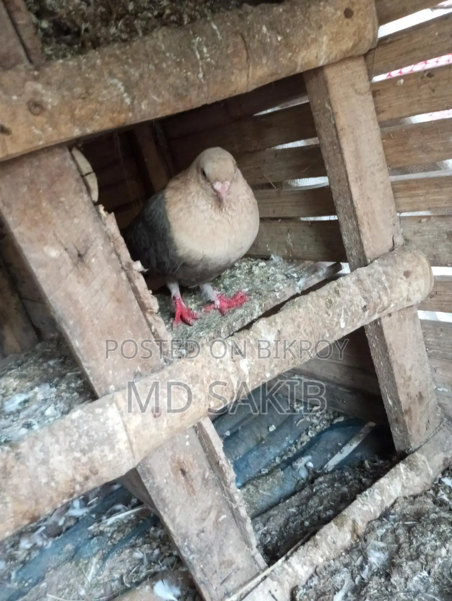 একটা মোরগ বিঞয় হবে