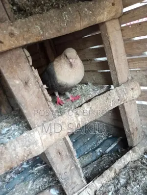 একটা মোরগ বিঞয় হবে