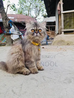 Persian Cat for Sale