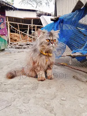 Persian Cat for Sale
