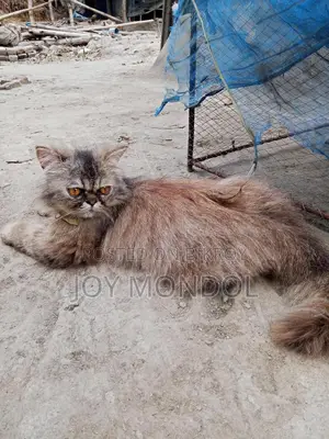 Persian Cat for Sale