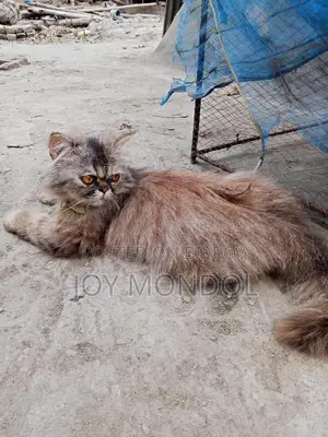 Persian Cat for Sale