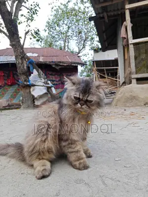 Persian Cat for Sale