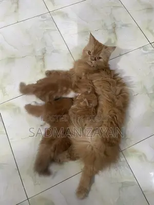 Persian cat with kittens