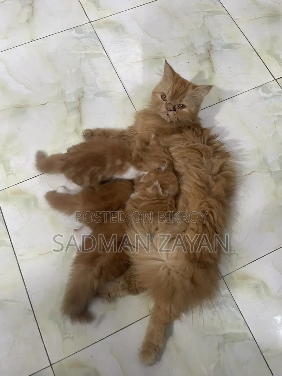Persian cat with kittens