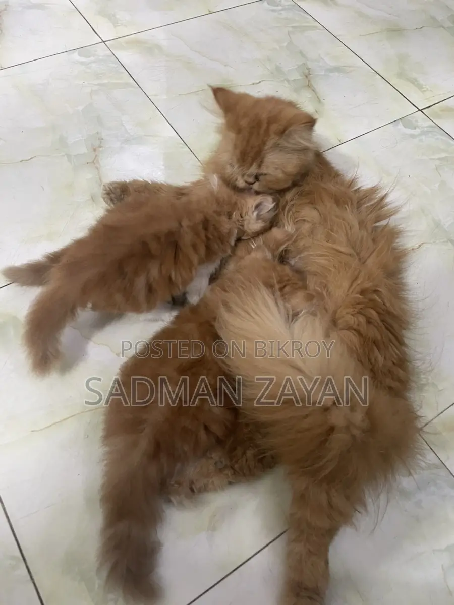 Persian cat with kittens