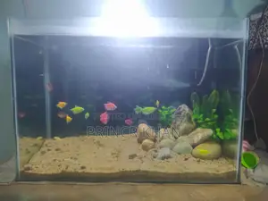 একুরিয়াম