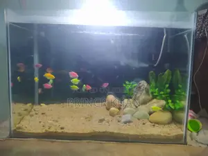 একুরিয়াম