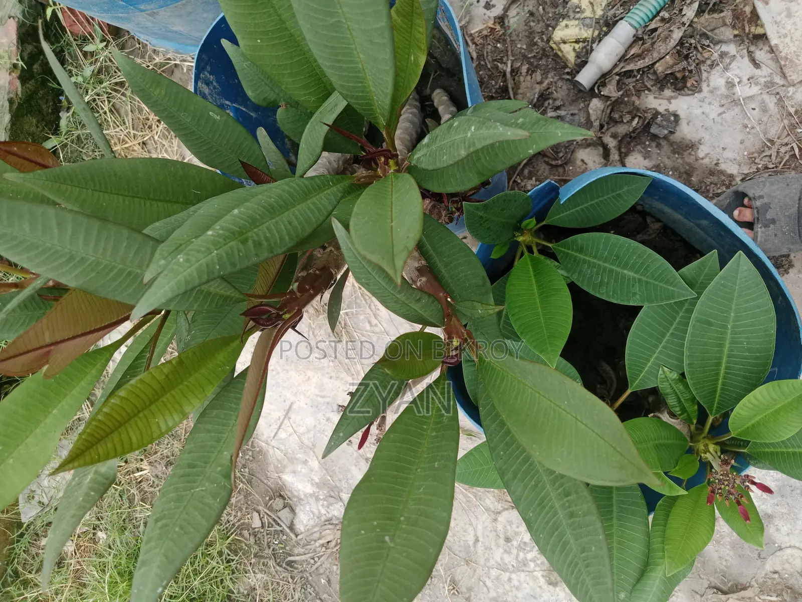 Rose Plant Seedlings