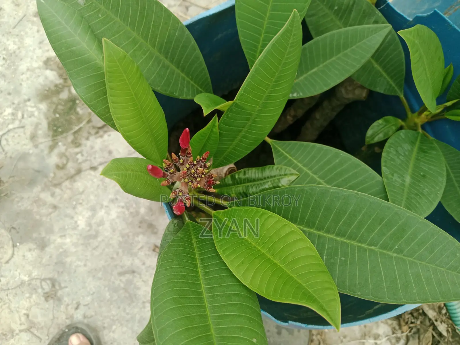 Rose Plant Seedlings