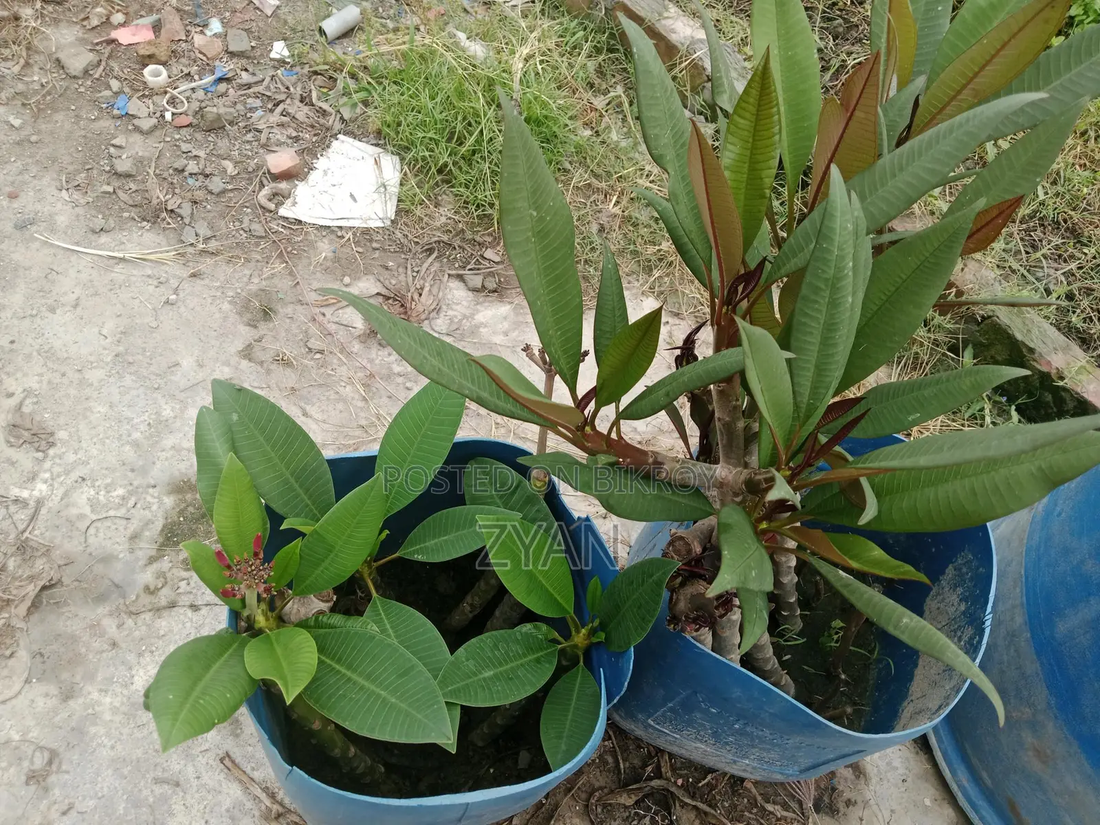 Rose Plant Seedlings