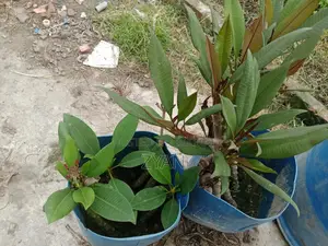 Rose Plant Seedlings