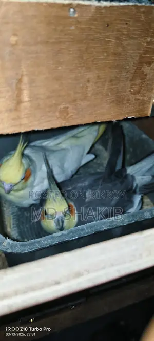 Cockatiel grey male and albino female