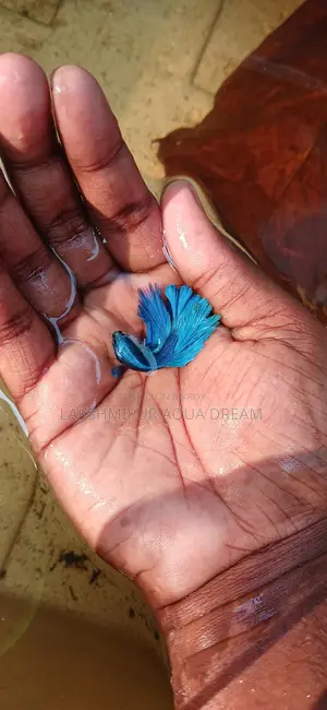 Betta Fish